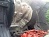 ���������� ������ Daewoo Novus � �������������